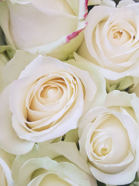 istock White roses, London, United Kingdom 1192201130