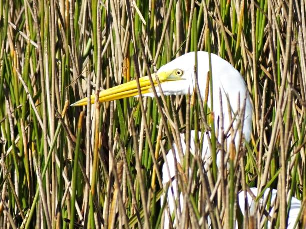 istock Great Egret (Ardea alba) in the Florida reeds 1192202081