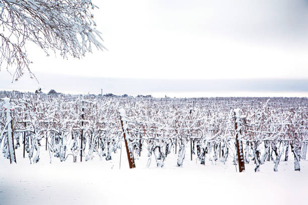 Snow covered grapevines in a quiet vineyard during winter, with a blurred hillside background. Closeup of dormant vineyard vines dusted with snow. Copy space