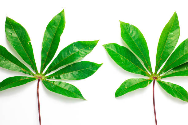 fresh cassava leaves on a white background with copy space , wallpaper design