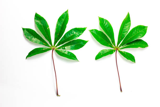 fresh cassava leaves on a white background with copy space , wallpaper design