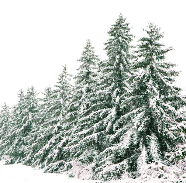 istock Snow-covered coniferous trees in winter. Snow day 1192205095