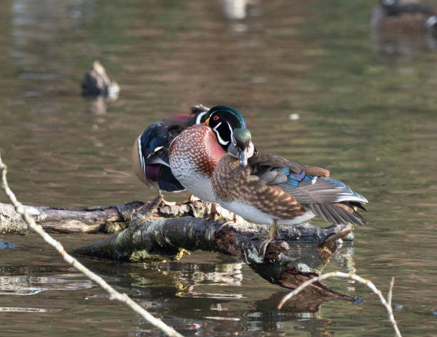 istock Mandarin and Wood Ducks swimming 1192205332
