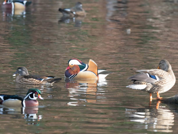 istock Mandarin and Wood Ducks swimming 1192205346