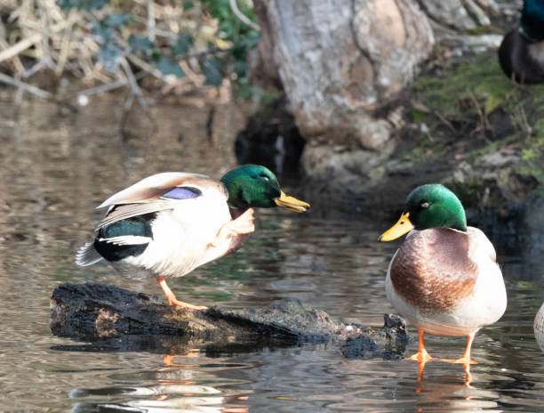 istock Mandarin and Wood Ducks swimming 1192205356