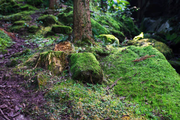 istock Moss and streams beneath the rainforest 1192209834