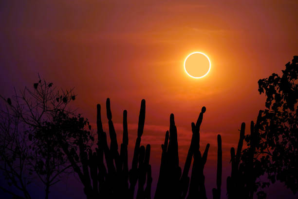 phénomène étonnant de l'éclipse totale de soleil au-dessus du cactus de silhouette et du ciel de coucher du soleil d'arbre de désert - éclipse solaire totale photos et images de collection