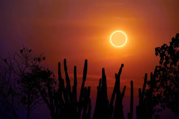 Photo of amazing phenomenon of total sun eclipse over silhouette cactus and desert tree sunset sky