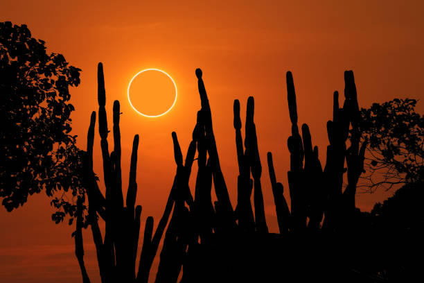 istock amazing phenomenon of total sun eclipse over silhouette cactus and desert tree sunset sky 1192211684