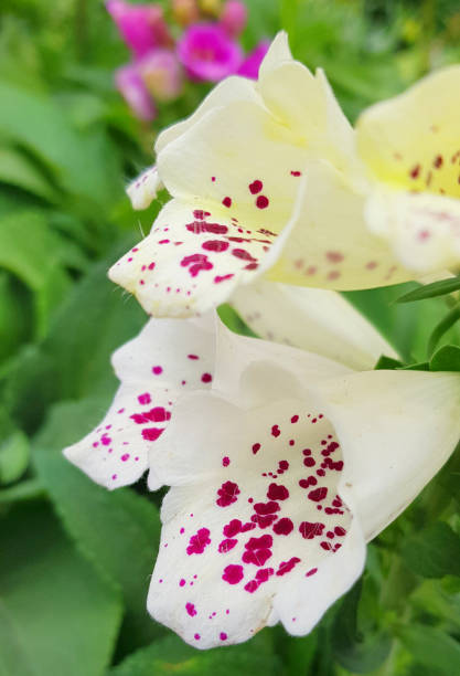 CU White and pink foxglove, Durban, South Africa