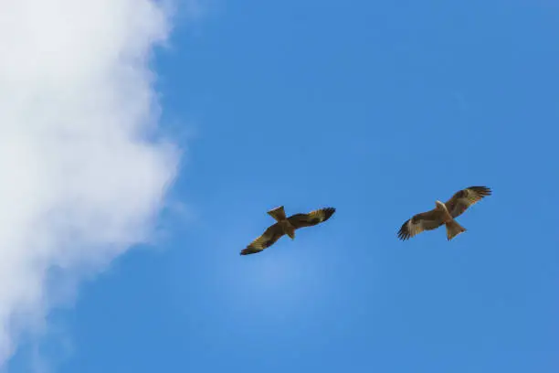 Two birds of prey fly in the sky