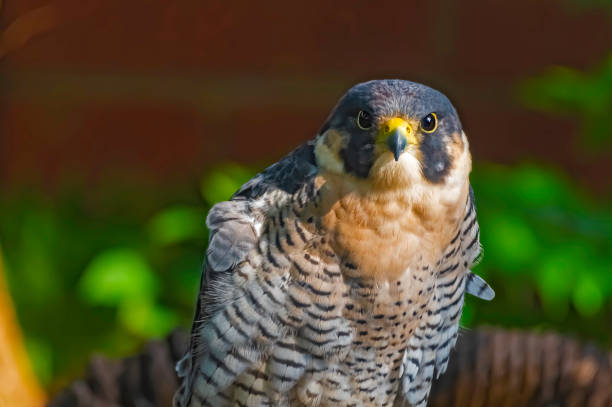 istock peregrine falcon 1192213522