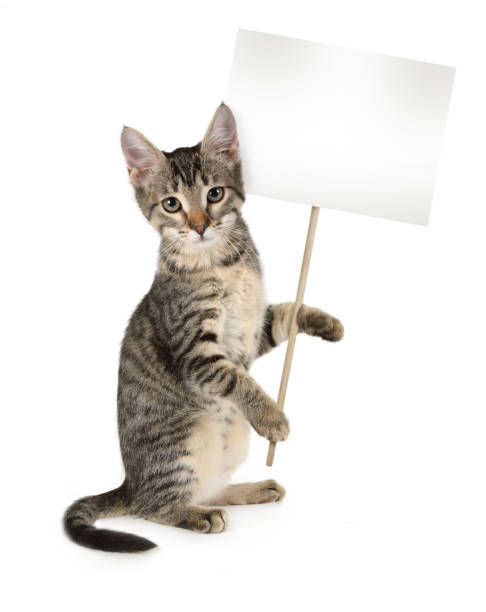 Grey striped kitten with poster in hands Grey striped kitten with poster in hands isolated on white background. Your text on the poster"n fur protest stock pictures, royalty-free photos & images