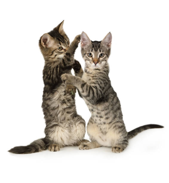 istock Two small grey kittens playing standing up on their hind legs 1192214398