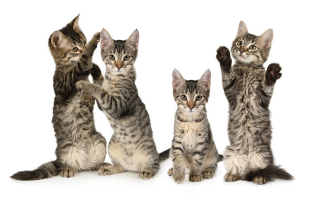 istock Composition of four cute gray kittens three months old 1192214409