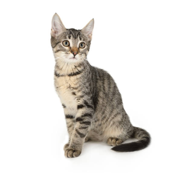 istock Grey striped kitten sitting on a white background 1192214411
