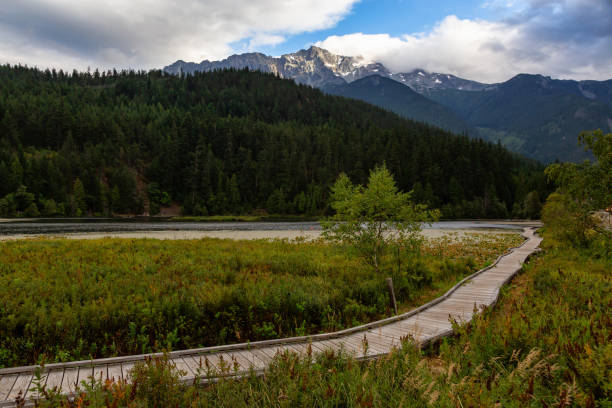 Wooden walking path on One Mile Lake with green vibrant plants and leafs. Picture taken in Pemberton, British Columbia (BC), Canada, on a cloudy summer day.