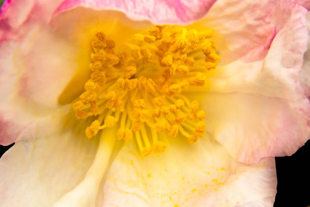 Pink White Camellia Shrub Blooming Macro Bellevue Washington.  Camellia is native to China