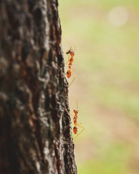 formiche che lavorano sodo - determination ant strength effort foto e immagini stock