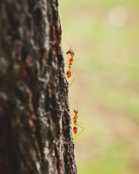 Photo of Ants working hard