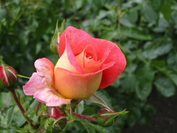 istock Bright Pink Rose Blooming in Queen Elizabeth Park 2019 1192218141