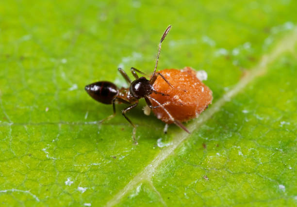 istock Macro Photo of Assassin Bug is Eating Fruit on Leaf 1192220072