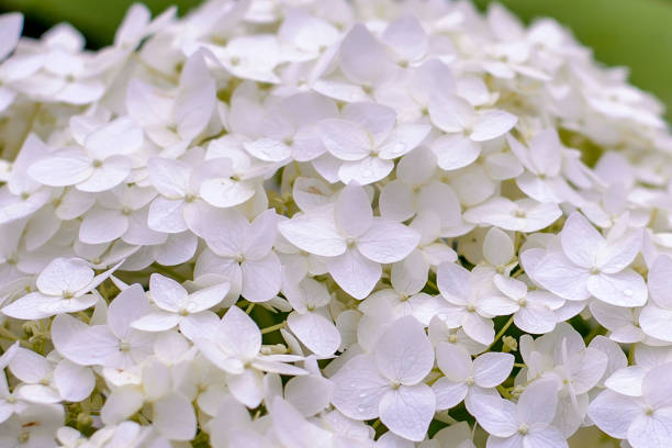 istock Background of flowers white hydrangeas 1192222499