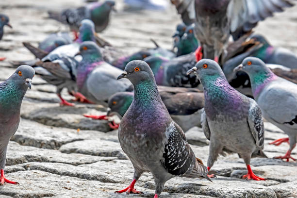 istock close up pigeons in nature 1192222717