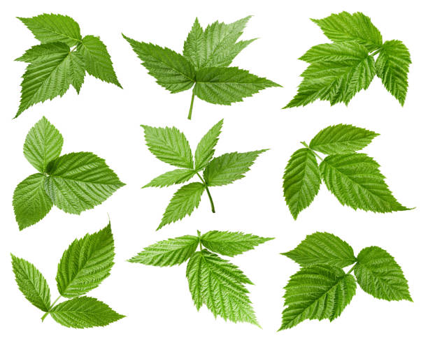 istock Raspberries leaves isolated on a white background 1192223620