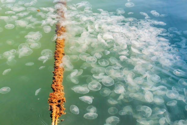 istock close up jellyfish in the sea 1192223623