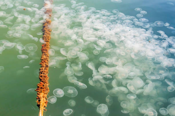 istock close up jellyfish in the sea 1192223638