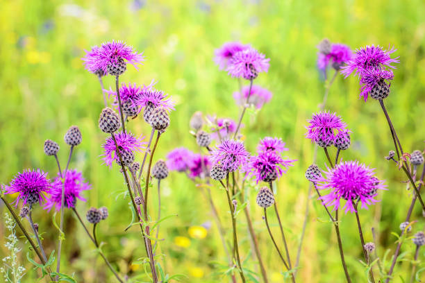 istock A blooming thistle in the field 1192223657