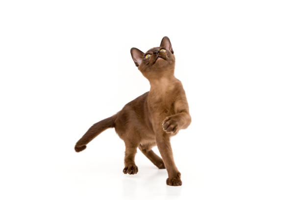 istock Burmese cat. Cute playful chocolate-colored kitten. On white background. 1192223883