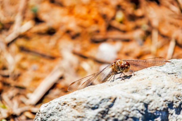 close up dragonfly in nature