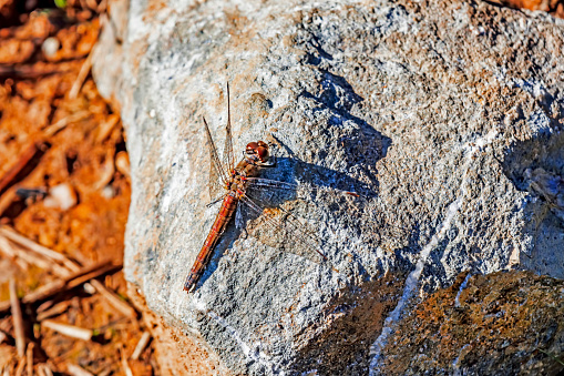 close up dragonfly in nature