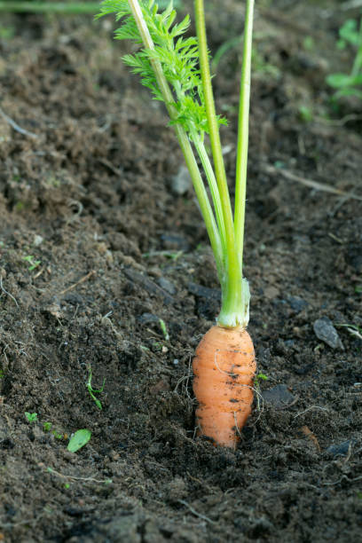 istock Fresh homegrown carrot sticking up from the ground 1192225322