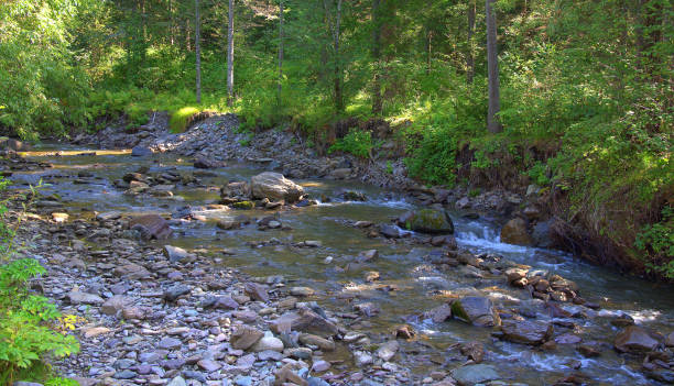 istock A small stormy river flowing through a morning forest in the mountains. 1192225393