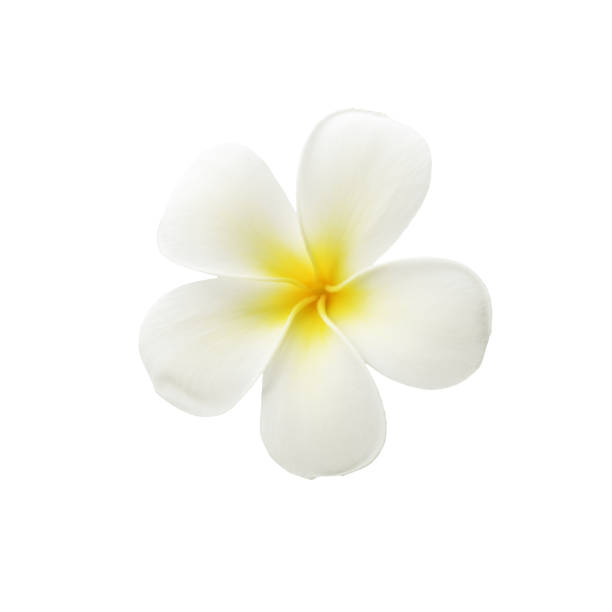 istock Top view on fragipani flower 1192225422