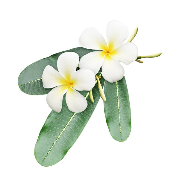 istock Frangipani (plumeria) flowers and leaves 1192225425