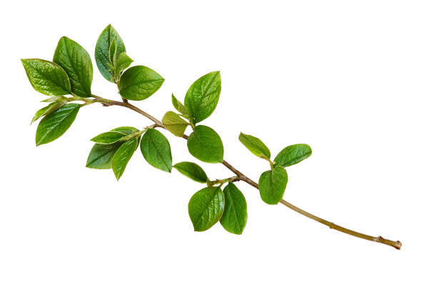 istock Spring twig with green leaves 1192225601