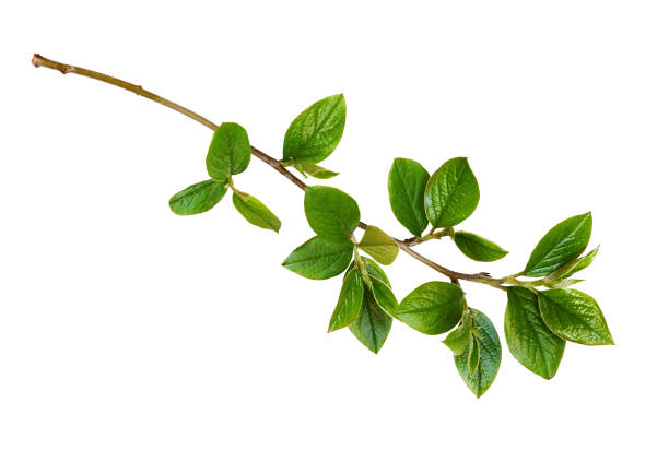 istock Spring twig with green leaves 1192225602
