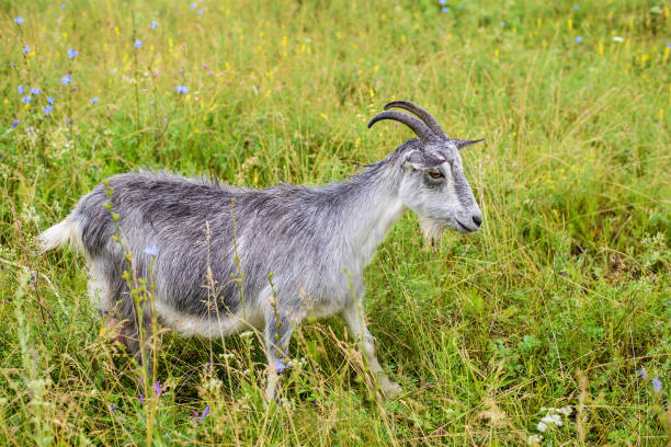 istock Gray goat in the green grass 1192225712