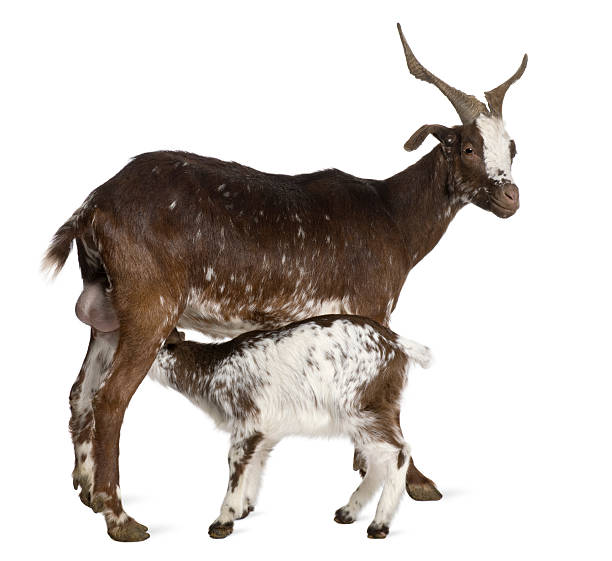 istock Female Rove goat with goatling drinking underneath. 119222600