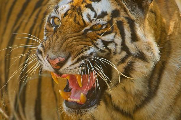 istock Closeupof tiger growling 1192229154