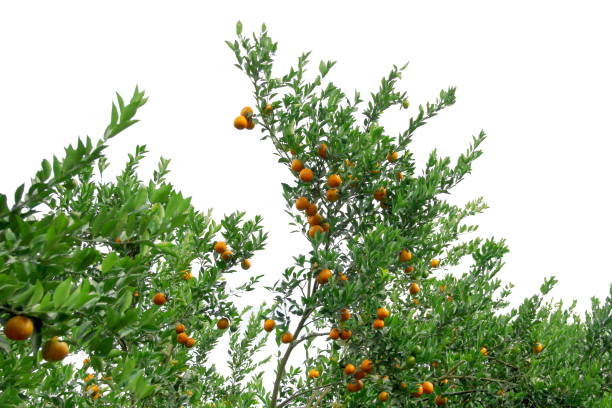 istock Orange trees isolated on white background 1192229966