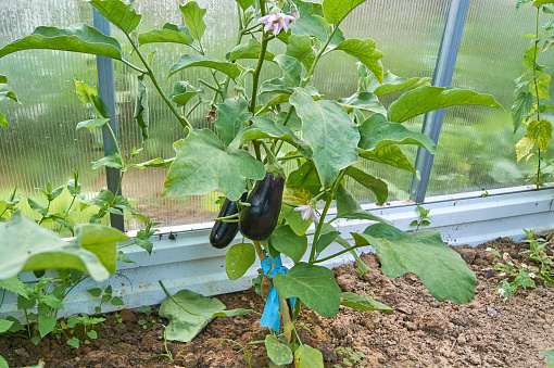 Eggplant in the vegetable garden. Fresh organic eggplant aubergine.