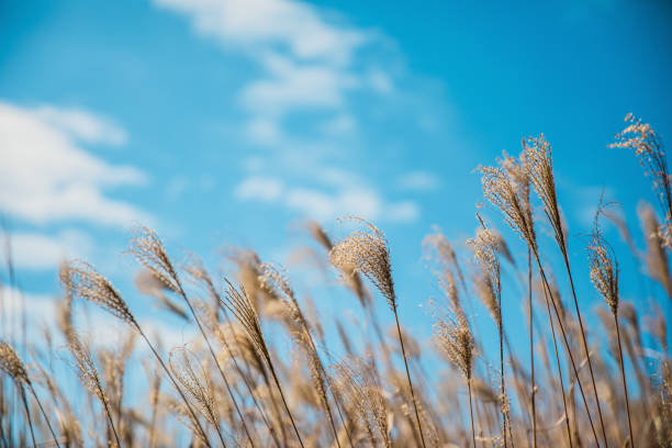 istock Silver grass on sunset peak, Hong Kong, Autumn 1192230303