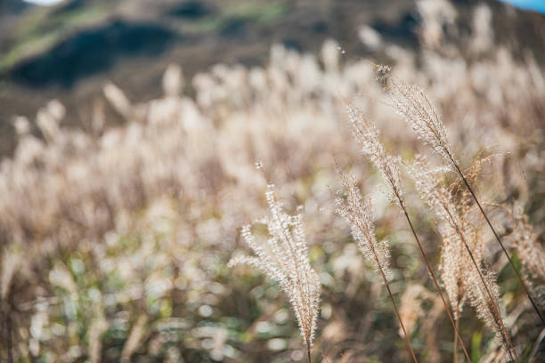 istock Silver grass on sunset peak, Hong Kong, Autumn 1192230315
