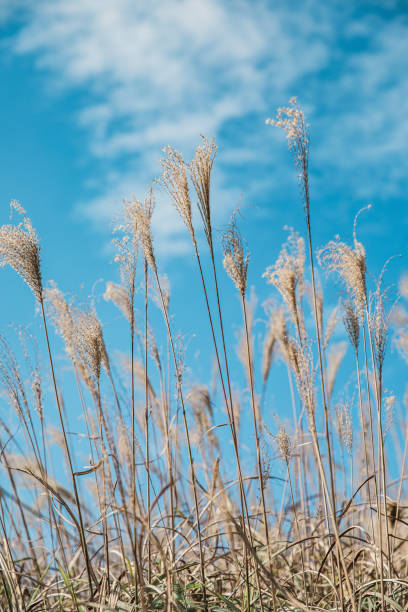 istock Silver grass on sunset peak, Hong Kong, Autumn 1192230316