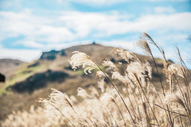 Silver grass on sunset peak, Hong Kong, Autumn